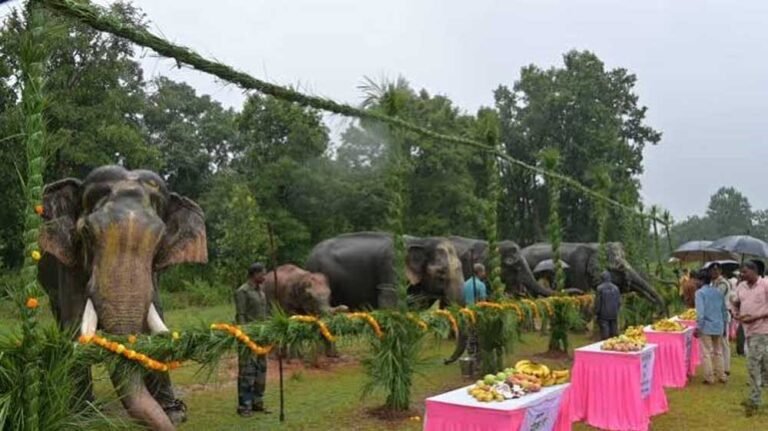 गजराजों के विश्राम और सेवा का पर्व, ‘हाथी पुनर्यौवनीकरण’ कैंप-2026 का हुआ शुभारंभ
