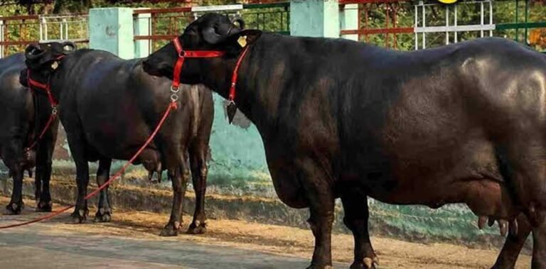 120 भैंसों की चोरी का खुलासा, मंदसौर की कालिया गैंग ने तीन राज्यों में फैलाई थी  दहशत