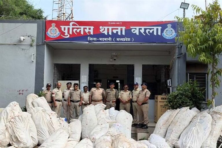 बड़वानी में थाना वरला पुलिस ने अवैध गांजा फसल का किया पर्दाफाश