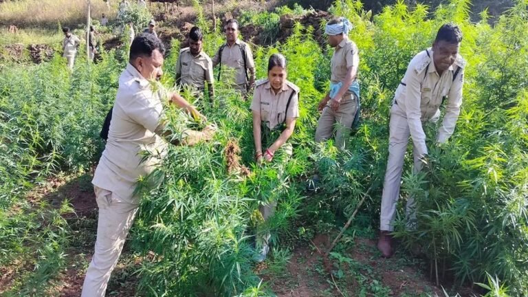 राजस्थान में गांजे की अवैध खेती पर सवाल, 400 से अधिक जमीन मालिकों के बीच असली आरोपी तलाशना चुनौती