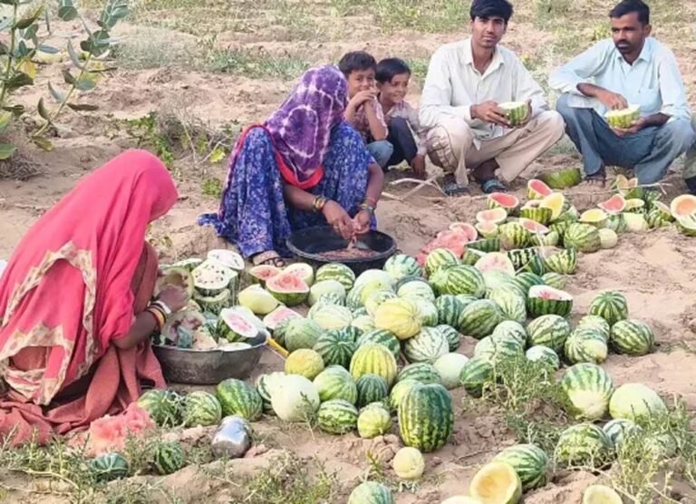मतीरे के बीज का भाव 20 हजार रुपये क्विंटल तक, किसानों को अच्छी कमाई की उम्मीद