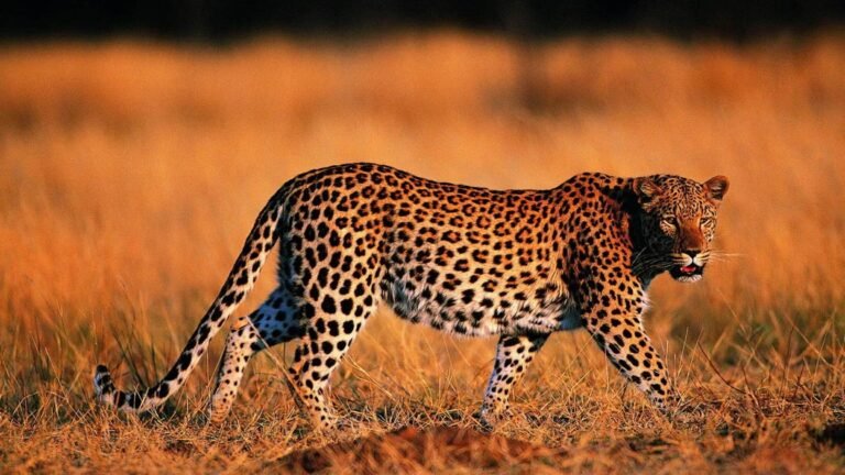 राजस्थान: माउंट आबू में आबादी के करीब पहुंचे पैंथर और भालू, 28 नवंबर से बर्ड फेस्टिवल