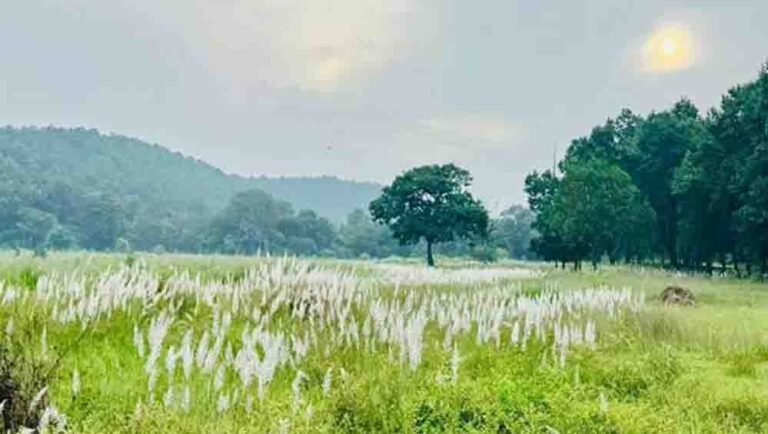 कोर एवं बफर के सभी पर्यटन जोन सामान्य रूप से संचालित, किसी भी गेट को बंद नहीं किया गया