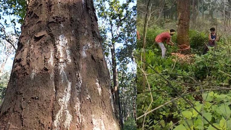 600 मजदूर रोज काट रहे 565 पेड़, फिर भी डिंडौरी में कटाई की रफ्तार धीमी