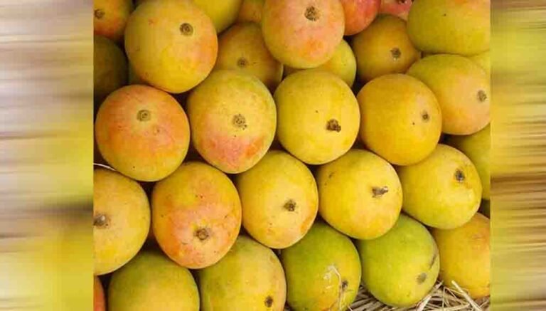 आम का सीजन आने से पहले ही चखें हापुस का स्वाद, दिवाली पर बाजार में खास इंतजाम