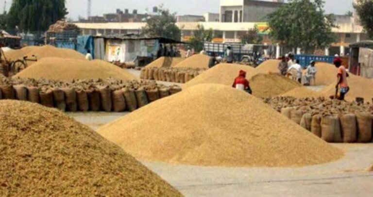ग्वार के भाव में दो साल की नरमी के बाद उछाल की आस, जोधपुर के किसानों की मंडियों पर नजर