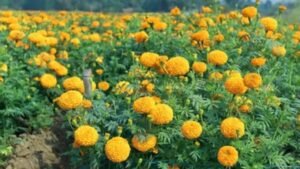 राजस्थान के किसानों की चमकी किस्मत, गेंदे की खेती में बढ़ा रुझान; एक साल में 75 हजार पौधों की बिक्री