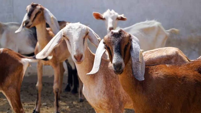 बकरी प्लेग की आशंका से इंदौर में अलर्ट, 8 लाख से अधिक पशुओं का हुआ PPR टीकाकरण