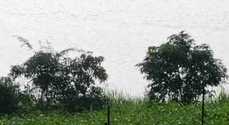 मध्यप्रदेश में मौसम बना जानलेवा, एक साल में 537 मौतें; बढ़ती गर्मी और कंक्रीट से बढ़ी चिंता
