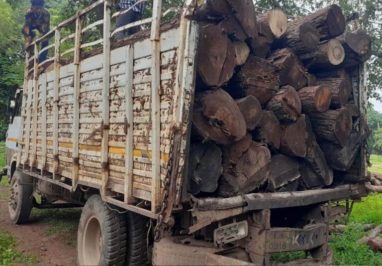 बिलासपुर में जंगल की अवैध कटाई पर बड़ी कार्रवाई, सागौन की लाखों की लकड़ी जब्त