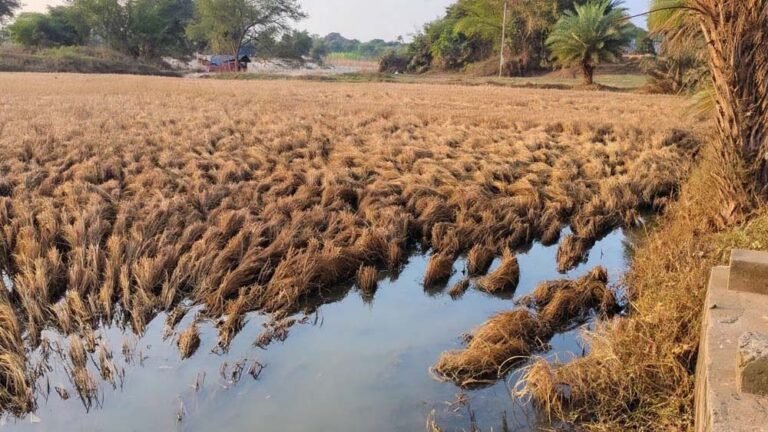 बाढ़ से फसल बर्बाद, मुआवजे पर किसानों का गुस्सा फूटा; सर्वे टीम को वापस भेजा