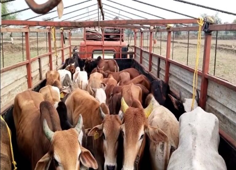 CG में गौ हत्या के मामलों पर वकीलों का बड़ा फैसला, आरोपियों की पैरवी से किया इनकार