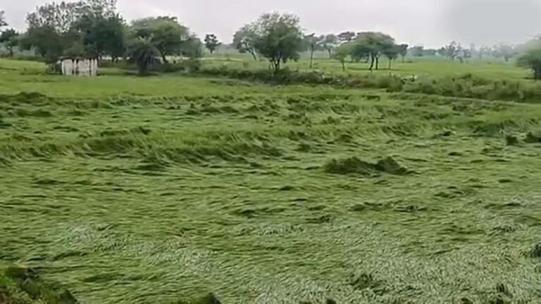 बस्तर में मौसम की मार का खतरा, खेतों में पड़ी फसल बचाने में जुटे किसान