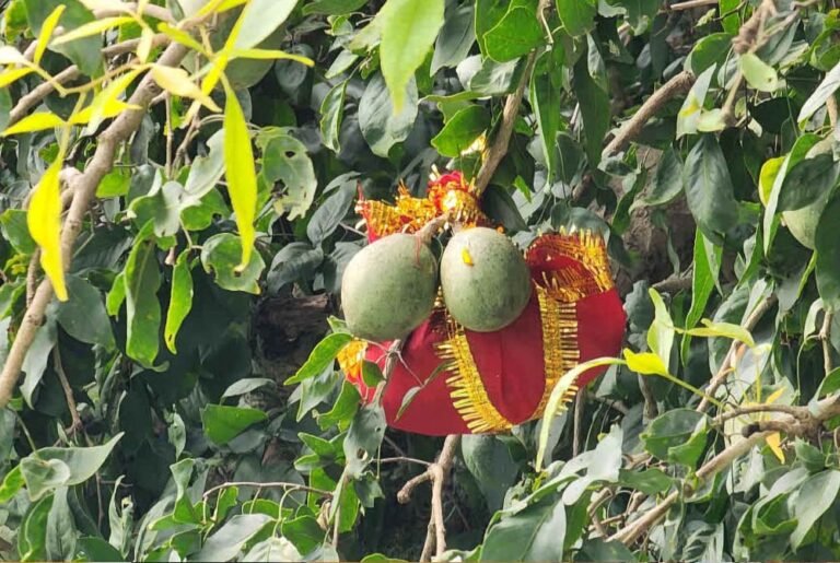 बस्तर दशहरा में अनूठी परंपरा, बेल फल देकर देवी को आमंत्रण
