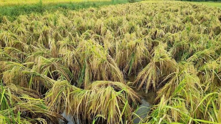 तीन दिन से पानी में डूबी धान की फसल, किसानों की बढ़ी चिंता