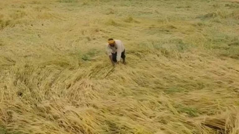 12 अक्टूबर तक पूरा होगा फसल क्षति का डिजिटल सर्वे, प्रभावित किसानों को मिलेगी नियमानुसार सहायता