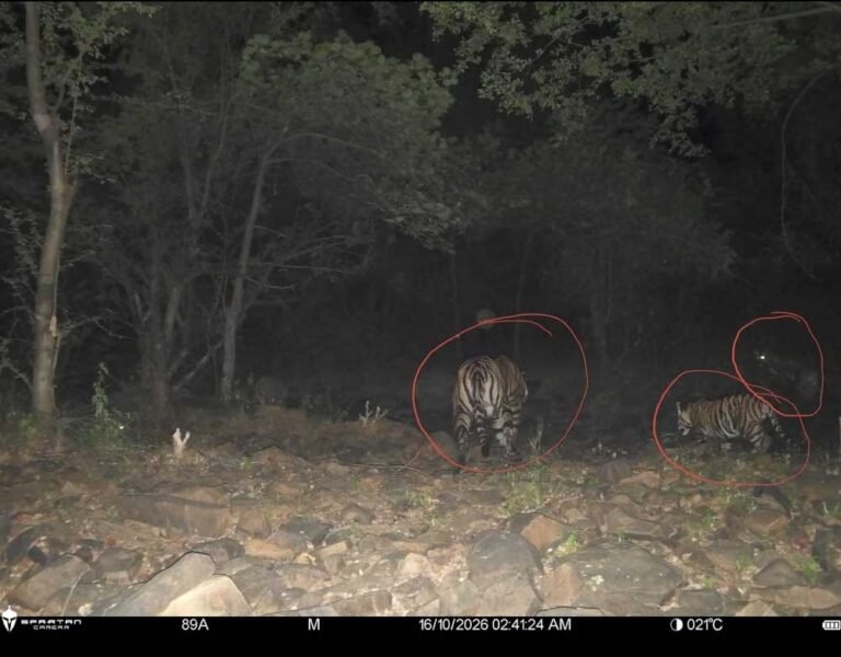 रिजर्व में बाघों की संख्या बढ़कर हुई 11, इनमें 6 का जन्म हुआ माधव टाइगर रिजर्व में
