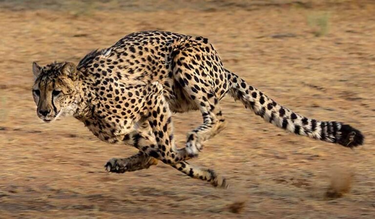 Kuno Cheetah Update: जंगल से बाहर निकलने वाले चीतों की होगी खास निगरानी, 10 साल का लैंडस्केप प्लान तैयार