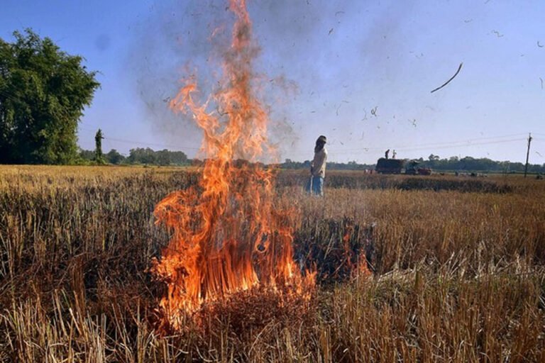 पंजाब को भी पीछे छोड़ने वाले विदिशा में फिर जली पराली, प्रशासन ने की कार्रवाई